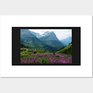 Fireweed in the Mountains Posters and Art